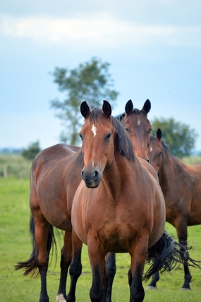 牧场草地棕色骏马马群图片